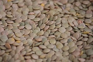 English: Green Lentils (Lens culinaris) in Mac...