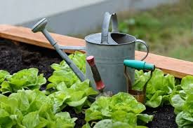10 Gardening Suggestions